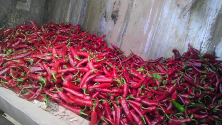 Yanlış İlaç Kalıntısı Tespit Edilen 2 Bin 270 Kilo Biber İmha Edildi