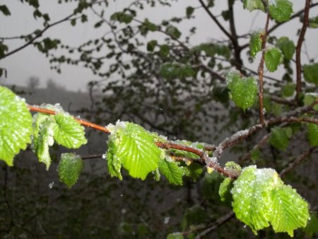 Yaprak açan fındık ağaçlarına kar yağdı