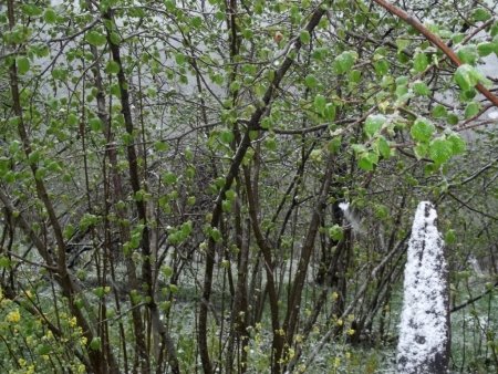 Yaprak açan fındık ağaçlarına kar yağdı