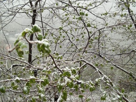 Yaprak açan fındık ağaçlarına kar yağdı