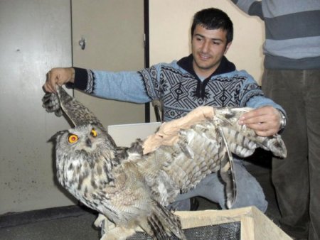 Yaralı Baykuş Koruma Altına Alındı