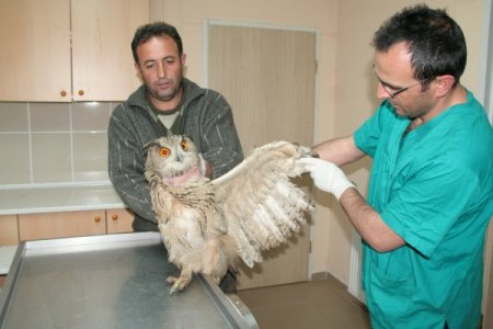 Yaralı baykuş tedavi ediliyor
