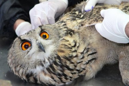 Yaralı baykuş ve şahinler tedavi altına alındı