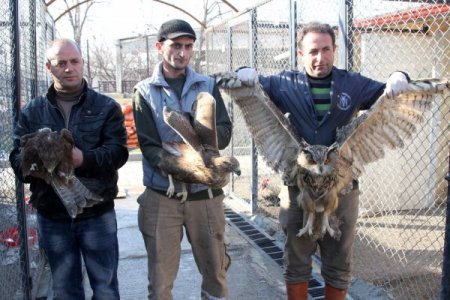 Yaralı baykuş ve şahinler tedavi altına alındı