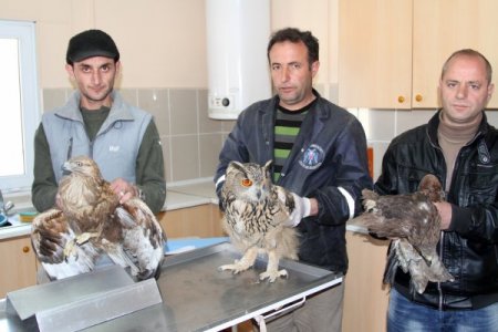 Yaralı baykuş ve şahinler tedavi altına alındı