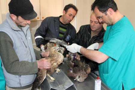 Yaralı baykuş ve şahinler tedavi altına alındı