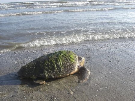 Yaralı Bulunan Caretta, Tedavisinin Ardından Denize Bırakıldı