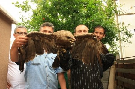 Yaralı doğan koruma altına alındı