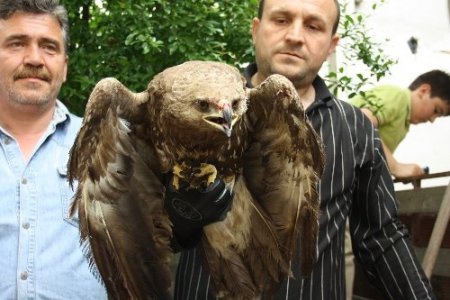 Yaralı doğan koruma altına alındı