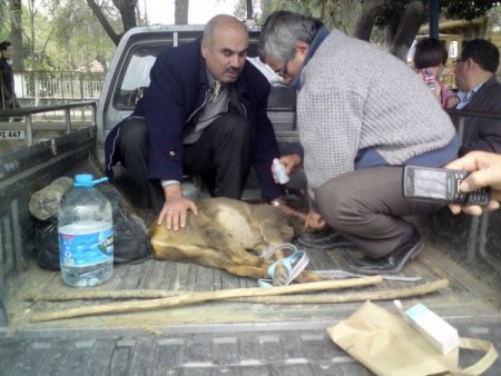 Yaralı Karacalar Tedavi Edilerek Doğaya Bırakıldı