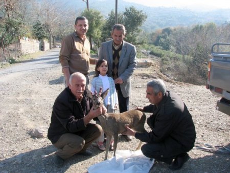 Yaralı Karacalar Tedavi Edilerek Doğaya Bırakıldı