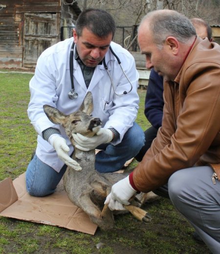 Yaralı karacalar tedavi ediliyor