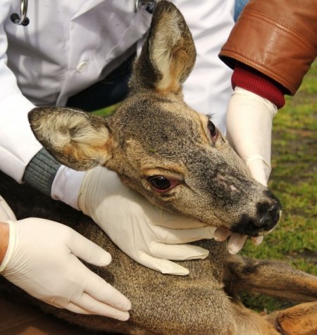 Yaralı karacalar tedavi ediliyor