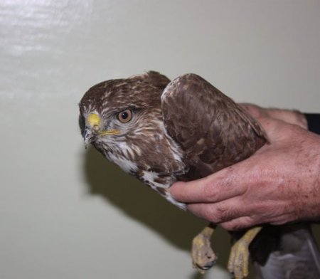 Yaralı kartal tedavi altına alındı