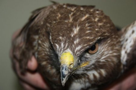 Yaralı kartal tedavi altına alındı