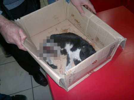 Yaralı kediyi kurtarmak için seferber oldu