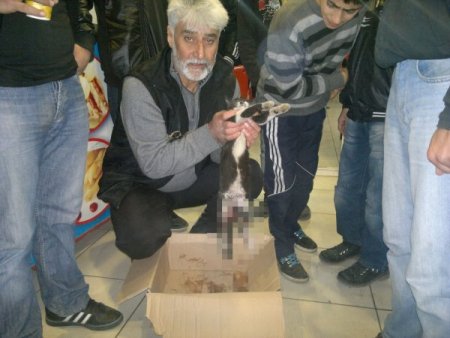 Yaralı kediyi kurtarmak için seferber oldu
