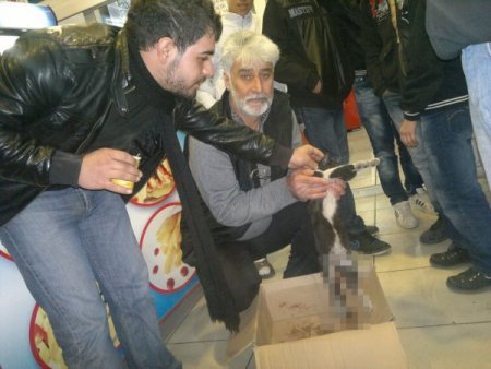 Yaralı kediyi kurtarmak için seferber oldu