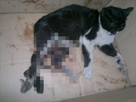 Yaralı kediyi kurtarmak için seferber oldu