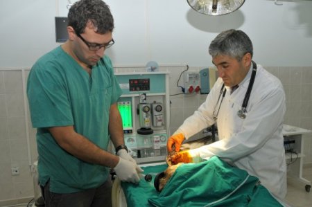 Yaralı kızıl şahin, AKÜ'de tedavi edildi, vücudundan 12 adet saçma çıkartıldı