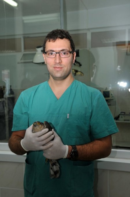 Yaralı kızıl şahin, AKÜ'de tedavi edildi, vücudundan 12 adet saçma çıkartıldı