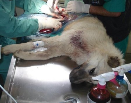 Yaralı köpeğe platin takıldı