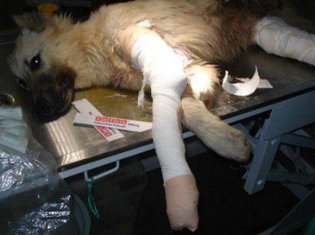 Yaralı köpeğe platin takıldı