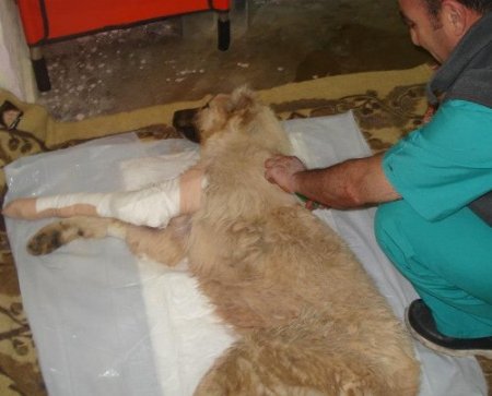 Yaralı köpeğe platin takıldı