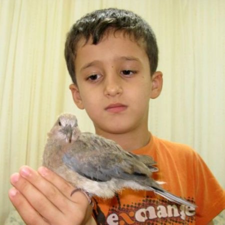 Yaralı Kumrunun 8 Yaşındaki Çocuğa Vefası