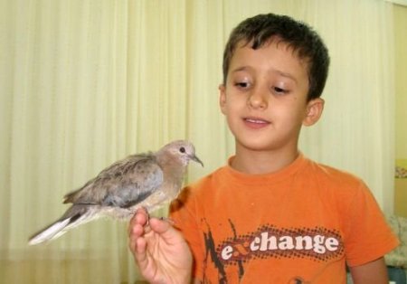 Yaralı Kumrunun 8 Yaşındaki Çocuğa Vefası