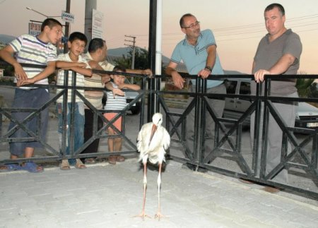 Yaralı Leyleğe Esnaf Sahip Çıktı