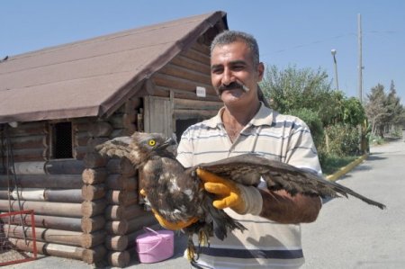 Yaralı şahin hayvan barınağında tedavi altına alındı