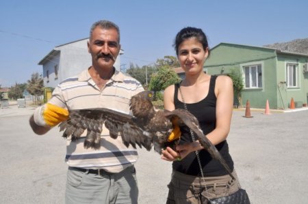 Yaralı şahin hayvan barınağında tedavi altına alındı