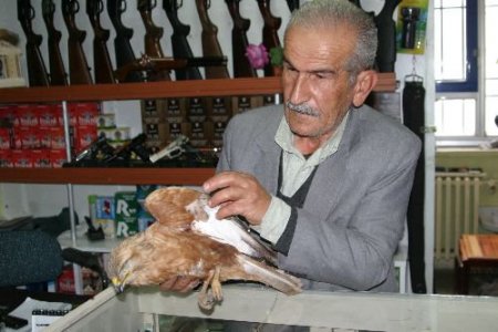 Yaralı Şahin Tedavi Altına Alındı
