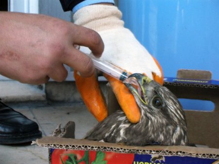 Yaralı Şahine Alaplı Belediyesi Sahip Çıktı