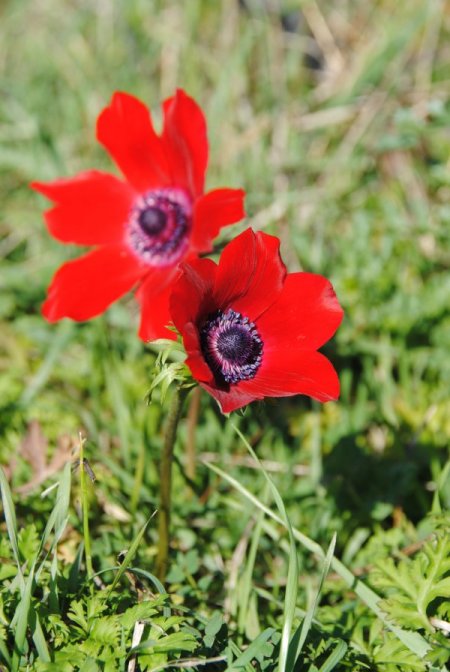 Yarın cemre havaya düşüyor