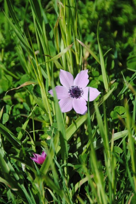 Yarın cemre havaya düşüyor