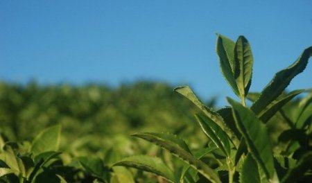 Yaş çay kilogram fiyatı 1 lira 35 kuruş