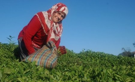 Yaş çay kilogram fiyatı 1 lira 35 kuruş