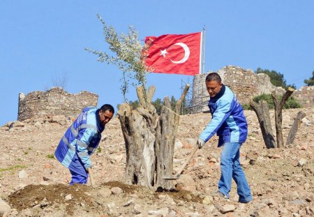 Yaşları 100 ile 150 arasındaki zeytin ağaçları Kadifekale’de yeşerecek