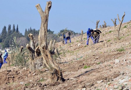 Yaşları 100 ile 150 arasındaki zeytin ağaçları Kadifekale’de yeşerecek
