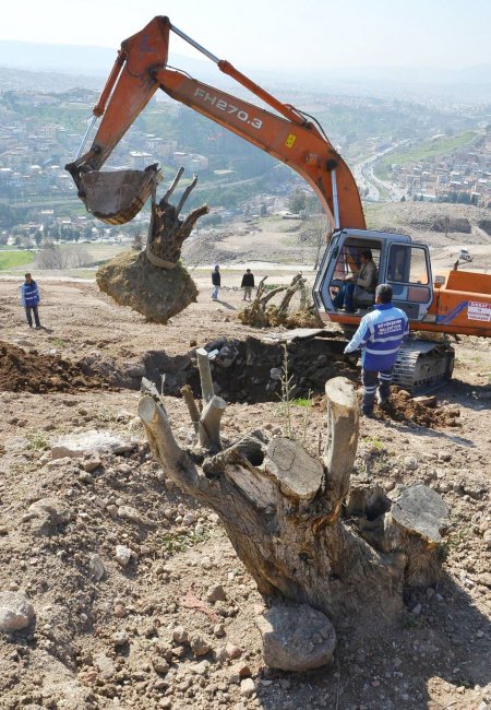 Yaşları 100 ile 150 arasındaki zeytin ağaçları Kadifekale’de yeşerecek