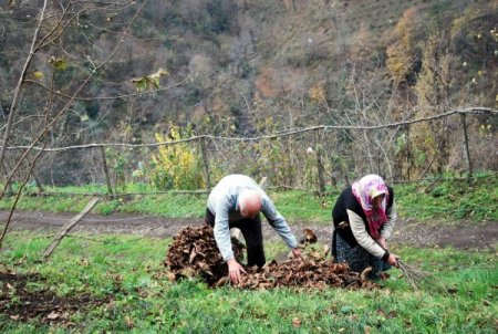 Yaşlı çift, hayvanlarını soğuktan korumak için gazel topluyor