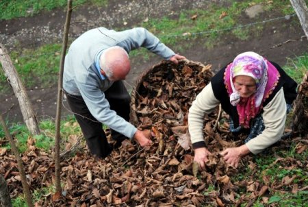 Yaşlı çift, hayvanlarını soğuktan korumak için gazel topluyor