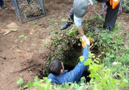 Yavru domuzları kurtarma operasyonu