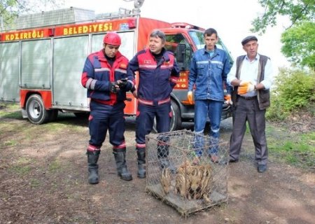 Yavru domuzları kurtarma operasyonu