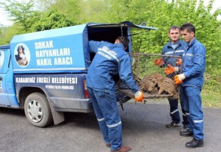 Yavru domuzları kurtarma operasyonu