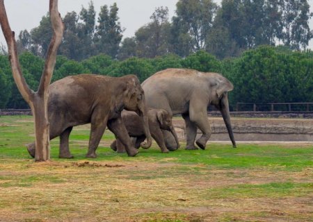 Yavru fil İzmir, babasıyla bir araya geldi