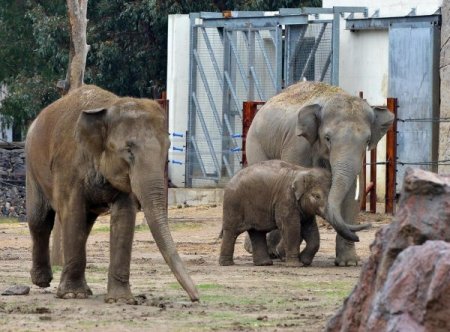 Yavru fil İzmir, babasıyla bir araya geldi