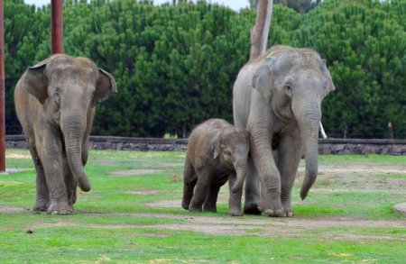 Yavru fil İzmir, babasıyla bir araya geldi
